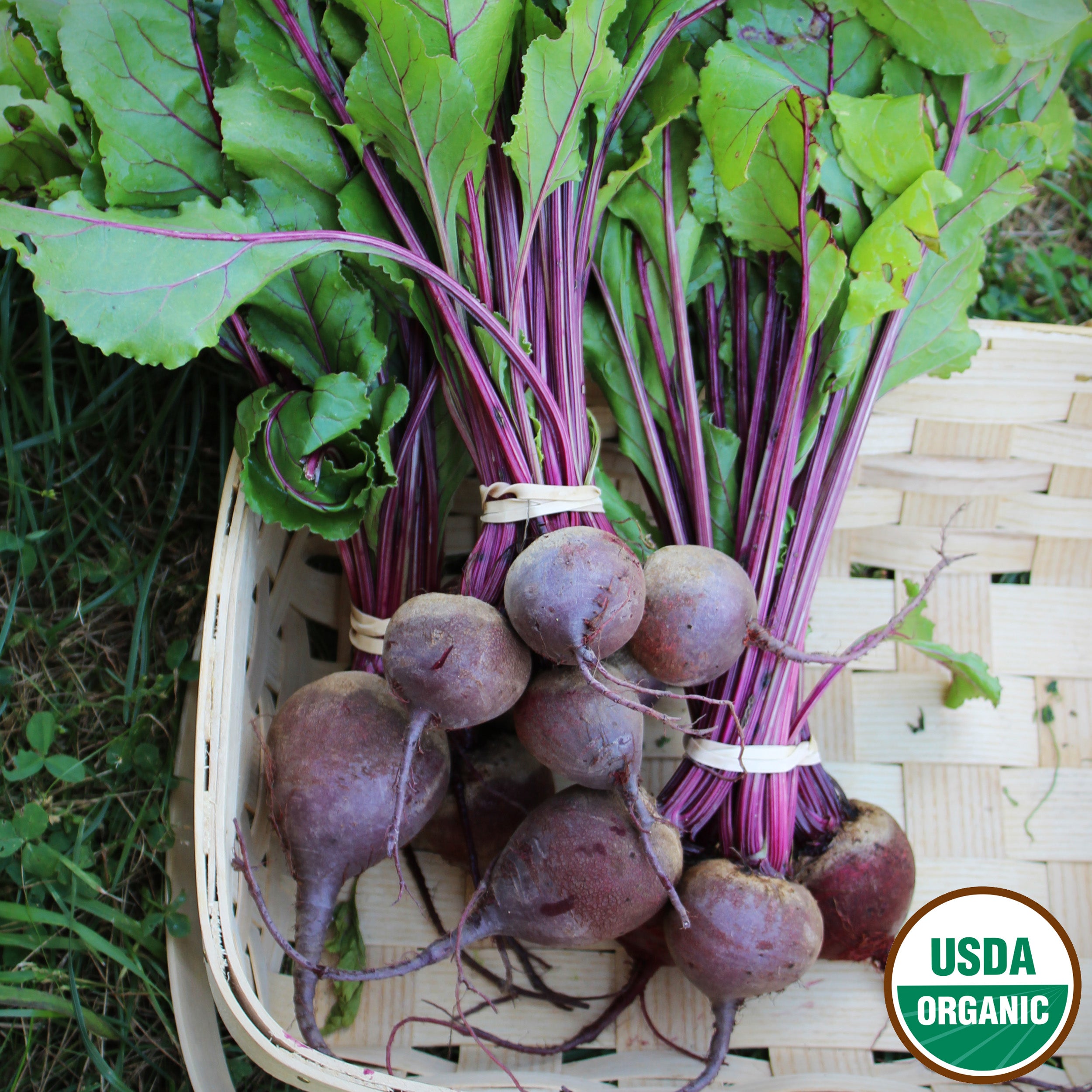 Organic Tall Top Early Wonder Beets seeds from Ferry Morse Home Gardening